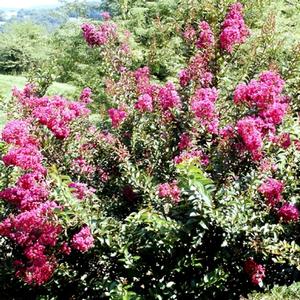 Lagerstroemia indica Dynamite