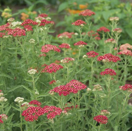 Achillea millefolium Paprika