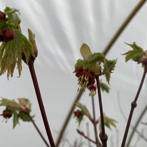 Acer japonicum Itaya