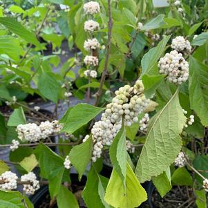 Callicarpa americana Alba