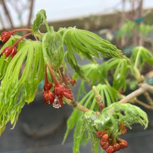 Acer japonicum Green Cascade