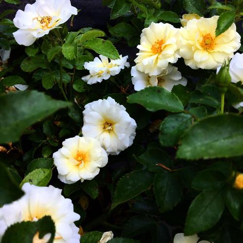 Rosa Drift® Popcorn (PP24773) 