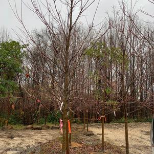 Acer Rubrum 