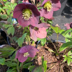 Helleborus x Viv Victoria