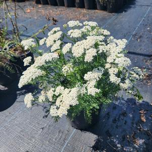 Achillea millefolium New Vintage White