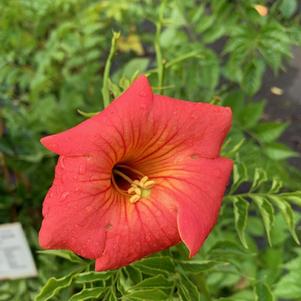 Campsis grandiflora Morning Calm