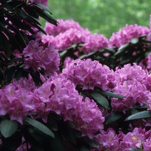 Rhododendron Roseum Elegans