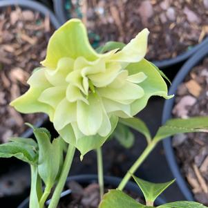 Helleborus Wedding Bells