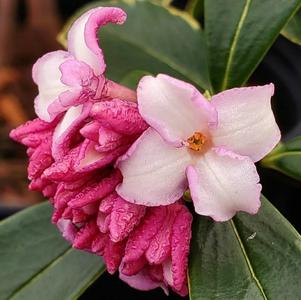 Daphne odora Aureo Marginata Pink