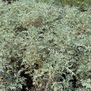 Artemesia pontica Powis Castle