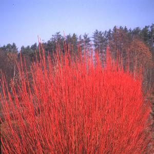 Cornus sericea Cardinal