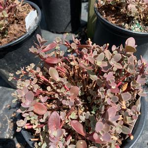 Sedum Firecracker(PP26595) 