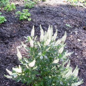 Clethra alnifolia Hummingbird