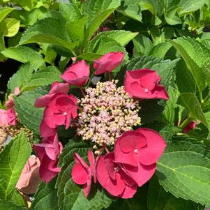 Hydrangea macrophylla Cherry Explosion™(PP28757) 