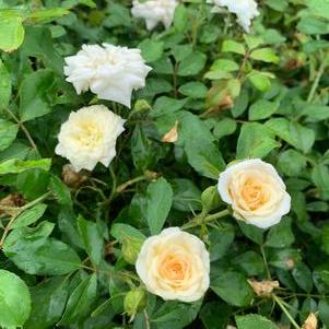 ROSA Drift® White (PP28054) 