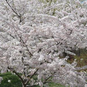 Prunus x yedoensis 