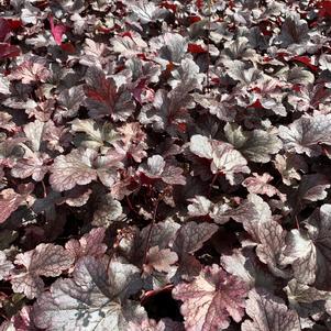 Heuchera Plum Pudding