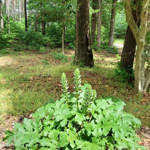 Acanthus mollis 