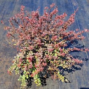 BERBERIS THUNBERGII ROYAL BURGUNDY