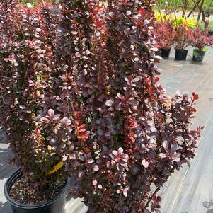 Berberis thunbergii Helmond Pillar