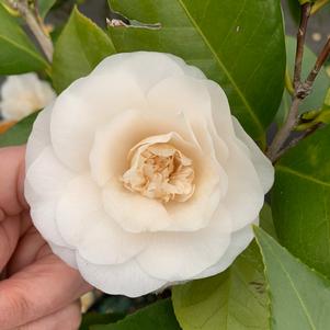 Camellia japonica Victory White