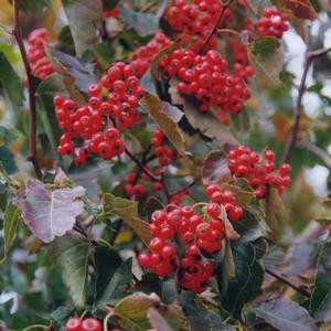 Crataegus phaenopyrum 