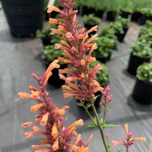 Agastache rupestris Peachie Keen