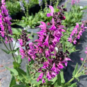 Salvia x Back To The Fuchsia