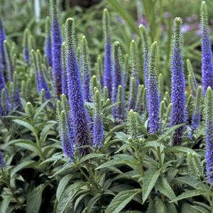 Veronica spicata Royal Candles