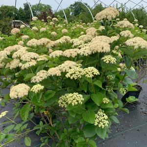 Viburnum dentatum Chicago Lustre