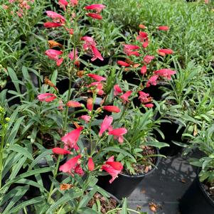 Penstemon Delft Red Riding Hood