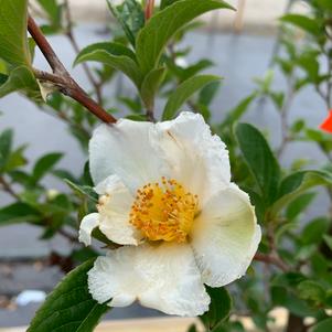 Stewartia pseudocamellia 