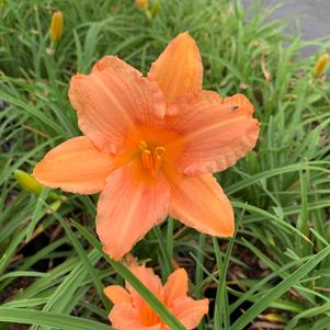 Hemerocallis Pink Wing