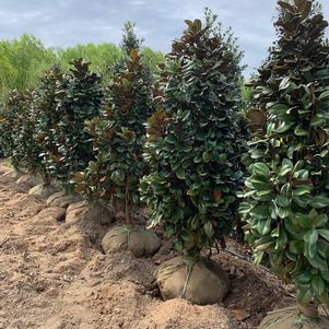 Magnolia grandiflora Teddy Bear(