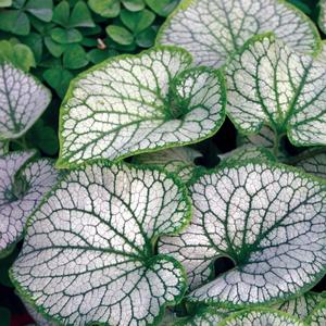 Brunnera macrophylla Jack Frost