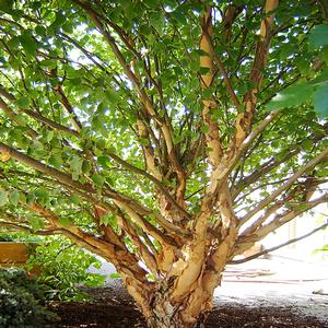 Betula nigra Little King