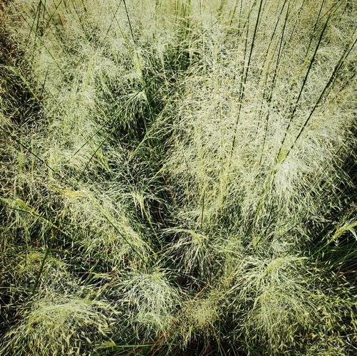 Muhlenbergia capillaris White Cloud