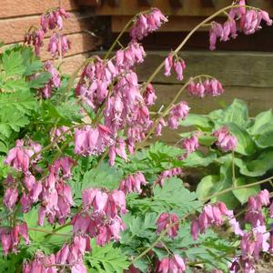 Dicentra exima x Luxuriant