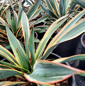 Yucca gloriosa Variegata