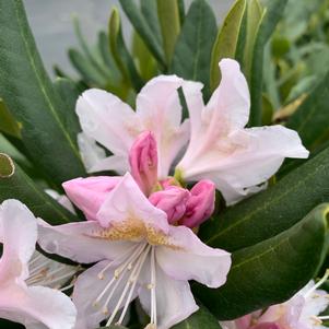 Rhododendron Cunningham's White