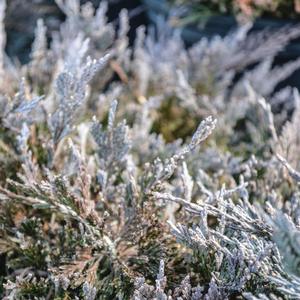 Juniperus horizontalis Bar Harbor