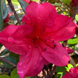 Azalea-Rhododendron Girard hybrid Girards Crimson