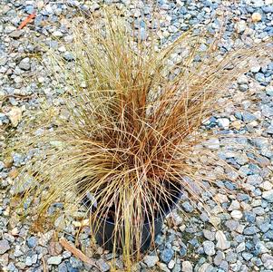 Carex flagellifera 'Toffee Twist'