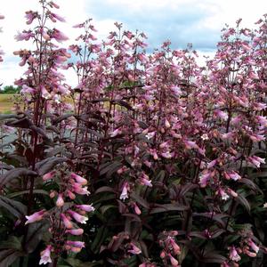 Penstemon digitalis Dark Towers