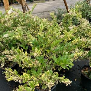 LIGUSTRUM JAPONICUM JACK FROST