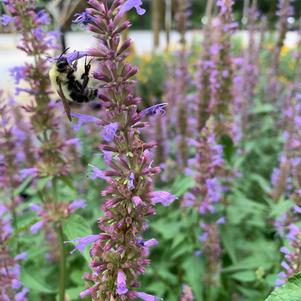 Agastache Purple Haze