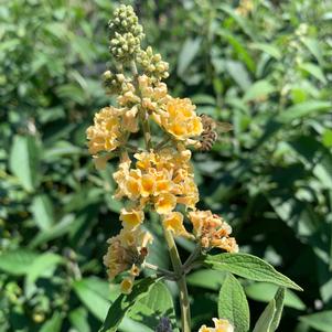 Buddleia Honeycomb Honeycomb