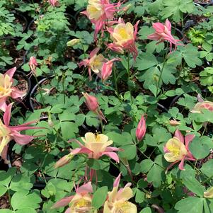 Aquilegia Swan Pink and Yellow