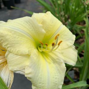 Hemerocallis Joan Senoir