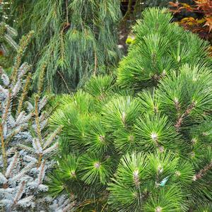 Pinus thunbergii Thunderhead